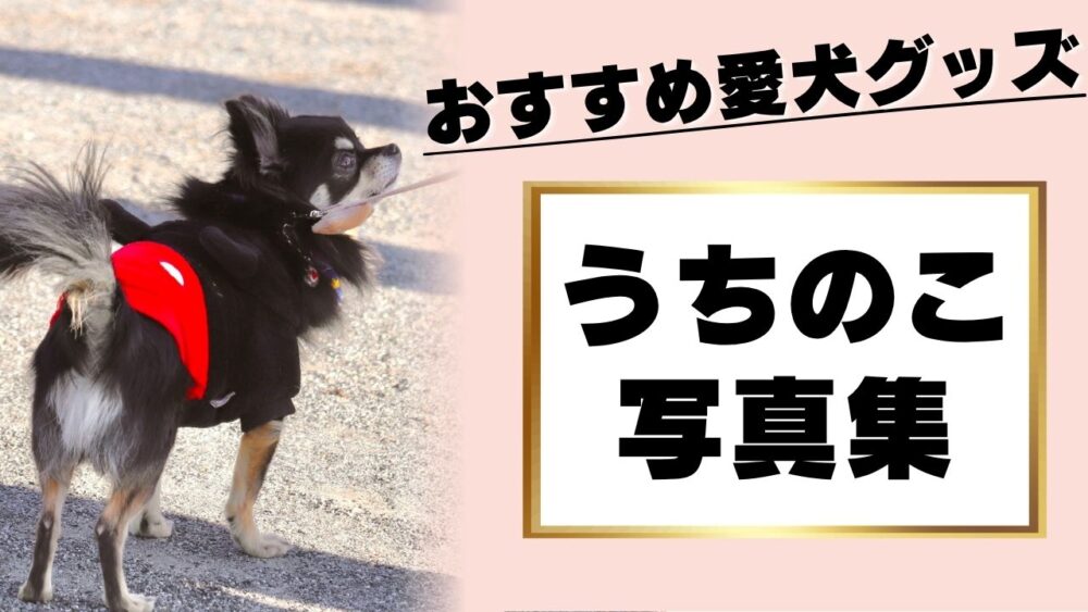 おすすめ愛犬グッズ「うちのこ写真集」